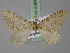  ( - BC ZSM Lep 23843)  @13 [ ] CreativeCommons - Attribution Non-Commercial Share-Alike (2010) Unspecified SNSB, Zoologische Staatssammlung Muenchen