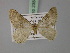  (Lulavia - BC ZSM Lep 23844)  @14 [ ] CreativeCommons - Attribution Non-Commercial Share-Alike (2010) Unspecified SNSB, Zoologische Staatssammlung Muenchen