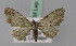  (Eupithecia dubiosa - BC ZSM Lep 23865)  @14 [ ] CreativeCommons - Attribution Non-Commercial Share-Alike (2010) Unspecified SNSB, Zoologische Staatssammlung Muenchen