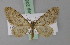  (Eupithecia major - BC ZSM Lep 23882)  @14 [ ] CreativeCommons - Attribution Non-Commercial Share-Alike (2010) Unspecified SNSB, Zoologische Staatssammlung Muenchen