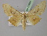  ( - BC ZSM Lep 23884)  @13 [ ] CreativeCommons - Attribution Non-Commercial Share-Alike (2010) Unspecified SNSB, Zoologische Staatssammlung Muenchen