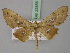  ( - BC ZSM Lep 23885)  @14 [ ] CreativeCommons - Attribution Non-Commercial Share-Alike (2010) Unspecified SNSB, Zoologische Staatssammlung Muenchen