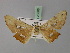  ( - BC ZSM Lep 23886)  @14 [ ] CreativeCommons - Attribution Non-Commercial Share-Alike (2010) Unspecified SNSB, Zoologische Staatssammlung Muenchen