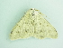  ( - BC ZSM Lep 90456)  @12 [ ] CreativeCommons - Attribution Non-Commercial Share-Alike (2016) Axel Hausmann/Bavarian State Collection of Zoology (ZSM) SNSB, Zoologische Staatssammlung Muenchen