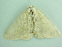 ( - BC ZSM Lep 90457)  @12 [ ] CreativeCommons - Attribution Non-Commercial Share-Alike (2016) Axel Hausmann/Bavarian State Collection of Zoology (ZSM) SNSB, Zoologische Staatssammlung Muenchen