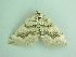  ( - BC ZSM Lep 90462)  @12 [ ] CreativeCommons - Attribution Non-Commercial Share-Alike (2016) Axel Hausmann/Bavarian State Collection of Zoology (ZSM) SNSB, Zoologische Staatssammlung Muenchen