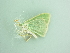  ( - BC ZSM Lep 90479)  @11 [ ] CreativeCommons - Attribution Non-Commercial Share-Alike (2016) Axel Hausmann/Bavarian State Collection of Zoology (ZSM) SNSB, Zoologische Staatssammlung Muenchen