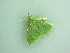  ( - BC ZSM Lep 90481)  @12 [ ] CreativeCommons - Attribution Non-Commercial Share-Alike (2016) Axel Hausmann/Bavarian State Collection of Zoology (ZSM) SNSB, Zoologische Staatssammlung Muenchen