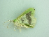  ( - BC ZSM Lep 90488)  @13 [ ] CreativeCommons - Attribution Non-Commercial Share-Alike (2016) Axel Hausmann/Bavarian State Collection of Zoology (ZSM) SNSB, Zoologische Staatssammlung Muenchen