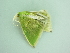  ( - BC ZSM Lep 90519)  @13 [ ] CreativeCommons - Attribution Non-Commercial Share-Alike (2016) Axel Hausmann/Bavarian State Collection of Zoology (ZSM) SNSB, Zoologische Staatssammlung Muenchen