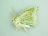 ( - BC ZSM Lep 90531)  @13 [ ] CreativeCommons - Attribution Non-Commercial Share-Alike (2016) Axel Hausmann/Bavarian State Collection of Zoology (ZSM) SNSB, Zoologische Staatssammlung Muenchen