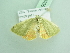  ( - BC ZSM Lep 90536)  @13 [ ] CreativeCommons - Attribution Non-Commercial Share-Alike (2016) Axel Hausmann/Bavarian State Collection of Zoology (ZSM) SNSB, Zoologische Staatssammlung Muenchen