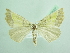  ( - BC ZSM Lep 90537)  @13 [ ] CreativeCommons - Attribution Non-Commercial Share-Alike (2016) Axel Hausmann/Bavarian State Collection of Zoology (ZSM) SNSB, Zoologische Staatssammlung Muenchen