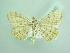  ( - BC ZSM Lep 90540)  @13 [ ] CreativeCommons - Attribution Non-Commercial Share-Alike (2016) Axel Hausmann/Bavarian State Collection of Zoology (ZSM) SNSB, Zoologische Staatssammlung Muenchen