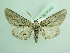  ( - BC ZSM Lep 90552)  @13 [ ] CreativeCommons - Attribution Non-Commercial Share-Alike (2016) Axel Hausmann/Bavarian State Collection of Zoology (ZSM) SNSB, Zoologische Staatssammlung Muenchen