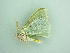  ( - BC ZSM Lep 90562)  @12 [ ] CreativeCommons - Attribution Non-Commercial Share-Alike (2016) Axel Hausmann/Bavarian State Collection of Zoology (ZSM) SNSB, Zoologische Staatssammlung Muenchen