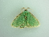  ( - BC ZSM Lep 90573)  @13 [ ] CreativeCommons - Attribution Non-Commercial Share-Alike (2016) Axel Hausmann/Bavarian State Collection of Zoology (ZSM) SNSB, Zoologische Staatssammlung Muenchen