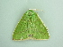  ( - BC ZSM Lep 90578)  @13 [ ] CreativeCommons - Attribution Non-Commercial Share-Alike (2016) Axel Hausmann/Bavarian State Collection of Zoology (ZSM) SNSB, Zoologische Staatssammlung Muenchen