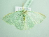  ( - BC ZSM Lep 90585)  @13 [ ] CreativeCommons - Attribution Non-Commercial Share-Alike (2016) Axel Hausmann/Bavarian State Collection of Zoology (ZSM) SNSB, Zoologische Staatssammlung Muenchen