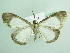  ( - BC ZSM Lep 90591)  @13 [ ] CreativeCommons - Attribution Non-Commercial Share-Alike (2016) Axel Hausmann/Bavarian State Collection of Zoology (ZSM) SNSB, Zoologische Staatssammlung Muenchen