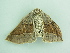  ( - BC ZSM Lep 90602)  @13 [ ] CreativeCommons - Attribution Non-Commercial Share-Alike (2016) Axel Hausmann/Bavarian State Collection of Zoology (ZSM) SNSB, Zoologische Staatssammlung Muenchen