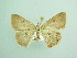  ( - BC ZSM Lep 90608)  @13 [ ] CreativeCommons - Attribution Non-Commercial Share-Alike (2016) Axel Hausmann/Bavarian State Collection of Zoology (ZSM) SNSB, Zoologische Staatssammlung Muenchen