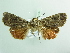  ( - BC ZSM Lep 90611)  @12 [ ] CreativeCommons - Attribution Non-Commercial Share-Alike (2016) Axel Hausmann/Bavarian State Collection of Zoology (ZSM) SNSB, Zoologische Staatssammlung Muenchen