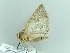  ( - BC ZSM Lep 90626)  @12 [ ] CreativeCommons - Attribution Non-Commercial Share-Alike (2016) Axel Hausmann/Bavarian State Collection of Zoology (ZSM) SNSB, Zoologische Staatssammlung Muenchen