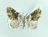  ( - BC ZSM Lep 90627)  @13 [ ] CreativeCommons - Attribution Non-Commercial Share-Alike (2016) Axel Hausmann/Bavarian State Collection of Zoology (ZSM) SNSB, Zoologische Staatssammlung Muenchen
