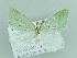  ( - BC ZSM Lep 90629)  @13 [ ] CreativeCommons - Attribution Non-Commercial Share-Alike (2016) Axel Hausmann/Bavarian State Collection of Zoology (ZSM) SNSB, Zoologische Staatssammlung Muenchen