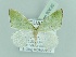  ( - BC ZSM Lep 90630)  @14 [ ] CreativeCommons - Attribution Non-Commercial Share-Alike (2016) Axel Hausmann/Bavarian State Collection of Zoology (ZSM) SNSB, Zoologische Staatssammlung Muenchen