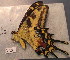  (Heraclides andraemon - BC ZSM Lep 91494)  @14 [ ] CreativeCommons - Attribution Non-Commercial Share-Alike (2016) SNSB, Staatliche Naturwissenschaftliche Sammlungen Bayerns ZSM (SNSB, Zoologische Staatssammlung Muenchen)