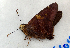  (Epargyreus zestos - BC ZSM Lep 91500)  @13 [ ] CreativeCommons - Attribution Non-Commercial Share-Alike (2016) SNSB, Staatliche Naturwissenschaftliche Sammlungen Bayerns ZSM (SNSB, Zoologische Staatssammlung Muenchen)
