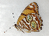  (Lucinia sida albomaculata - BC ZSM Lep 91501)  @12 [ ] CreativeCommons - Attribution Non-Commercial Share-Alike (2016) SNSB, Staatliche Naturwissenschaftliche Sammlungen Bayerns ZSM (SNSB, Zoologische Staatssammlung Muenchen)
