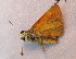  ( - BC ZSM Lep 91504)  @13 [ ] CreativeCommons - Attribution Non-Commercial Share-Alike (2016) SNSB, Staatliche Naturwissenschaftliche Sammlungen Bayerns ZSM (SNSB, Zoologische Staatssammlung Muenchen)