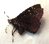  (Ephyriades brunnea - BC ZSM Lep 91505)  @13 [ ] CreativeCommons - Attribution Non-Commercial Share-Alike (2016) SNSB, Staatliche Naturwissenschaftliche Sammlungen Bayerns ZSM (SNSB, Zoologische Staatssammlung Muenchen)
