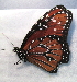  (Danaus gilippus - BC ZSM Lep 91509)  @12 [ ] CreativeCommons - Attribution Non-Commercial Share-Alike (2016) SNSB, Staatliche Naturwissenschaftliche Sammlungen Bayerns ZSM (SNSB, Zoologische Staatssammlung Muenchen)