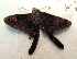  (Cecropterus dorantes santiago - BC ZSM Lep 91522)  @12 [ ] CreativeCommons - Attribution Non-Commercial Share-Alike (2016) SNSB, Staatliche Naturwissenschaftliche Sammlungen Bayerns ZSM (SNSB, Zoologische Staatssammlung Muenchen)