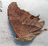  (Marpesia eleuchea - BC ZSM Lep 91526)  @12 [ ] CreativeCommons - Attribution Non-Commercial Share-Alike (2016) SNSB, Staatliche Naturwissenschaftliche Sammlungen Bayerns ZSM (SNSB, Zoologische Staatssammlung Muenchen)