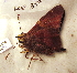  ( - BC ZSM Lep 91527)  @12 [ ] CreativeCommons - Attribution Non-Commercial Share-Alike (2016) SNSB, Staatliche Naturwissenschaftliche Sammlungen Bayerns ZSM (SNSB, Zoologische Staatssammlung Muenchen)