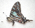  (Neographium - BC ZSM Lep 91531)  @13 [ ] CreativeCommons - Attribution Non-Commercial Share-Alike (2016) SNSB, Staatliche Naturwissenschaftliche Sammlungen Bayerns ZSM (SNSB, Zoologische Staatssammlung Muenchen)