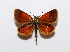  ( - BC ZSM Lep 91538)  @14 [ ] CreativeCommons - Attribution Non-Commercial Share-Alike (2016) SNSB, Staatliche Naturwissenschaftliche Sammlungen Bayerns ZSM (SNSB, Zoologische Staatssammlung Muenchen)