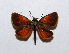  (Oarisma nanus - BC ZSM Lep 91539)  @14 [ ] CreativeCommons - Attribution Non-Commercial Share-Alike (2016) SNSB, Staatliche Naturwissenschaftliche Sammlungen Bayerns ZSM (SNSB, Zoologische Staatssammlung Muenchen)