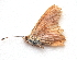  ( - BC ZSM Lep 91540)  @12 [ ] CreativeCommons - Attribution Non-Commercial Share-Alike (2016) SNSB, Staatliche Naturwissenschaftliche Sammlungen Bayerns ZSM (SNSB, Zoologische Staatssammlung Muenchen)