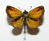  ( - BC ZSM Lep 91545)  @13 [ ] CreativeCommons - Attribution Non-Commercial Share-Alike (2016) SNSB, Staatliche Naturwissenschaftliche Sammlungen Bayerns ZSM (SNSB, Zoologische Staatssammlung Muenchen)