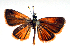  ( - BC ZSM Lep 91548)  @13 [ ] CreativeCommons - Attribution Non-Commercial Share-Alike (2016) SNSB, Staatliche Naturwissenschaftliche Sammlungen Bayerns ZSM (SNSB, Zoologische Staatssammlung Muenchen)