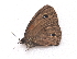  ( - BC ZSM Lep 91549)  @13 [ ] CreativeCommons - Attribution Non-Commercial Share-Alike (2016) SNSB, Staatliche Naturwissenschaftliche Sammlungen Bayerns ZSM (SNSB, Zoologische Staatssammlung Muenchen)
