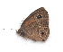  ( - BC ZSM Lep 91550)  @13 [ ] CreativeCommons - Attribution Non-Commercial Share-Alike (2016) SNSB, Staatliche Naturwissenschaftliche Sammlungen Bayerns ZSM (SNSB, Zoologische Staatssammlung Muenchen)