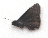  (Erynnis zarucco - BC ZSM Lep 91556)  @13 [ ] CreativeCommons - Attribution Non-Commercial Share-Alike (2016) SNSB, Staatliche Naturwissenschaftliche Sammlungen Bayerns ZSM (SNSB, Zoologische Staatssammlung Muenchen)