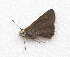  ( - BC ZSM Lep 91559)  @12 [ ] CreativeCommons - Attribution Non-Commercial Share-Alike (2016) SNSB, Staatliche Naturwissenschaftliche Sammlungen Bayerns ZSM (SNSB, Zoologische Staatssammlung Muenchen)